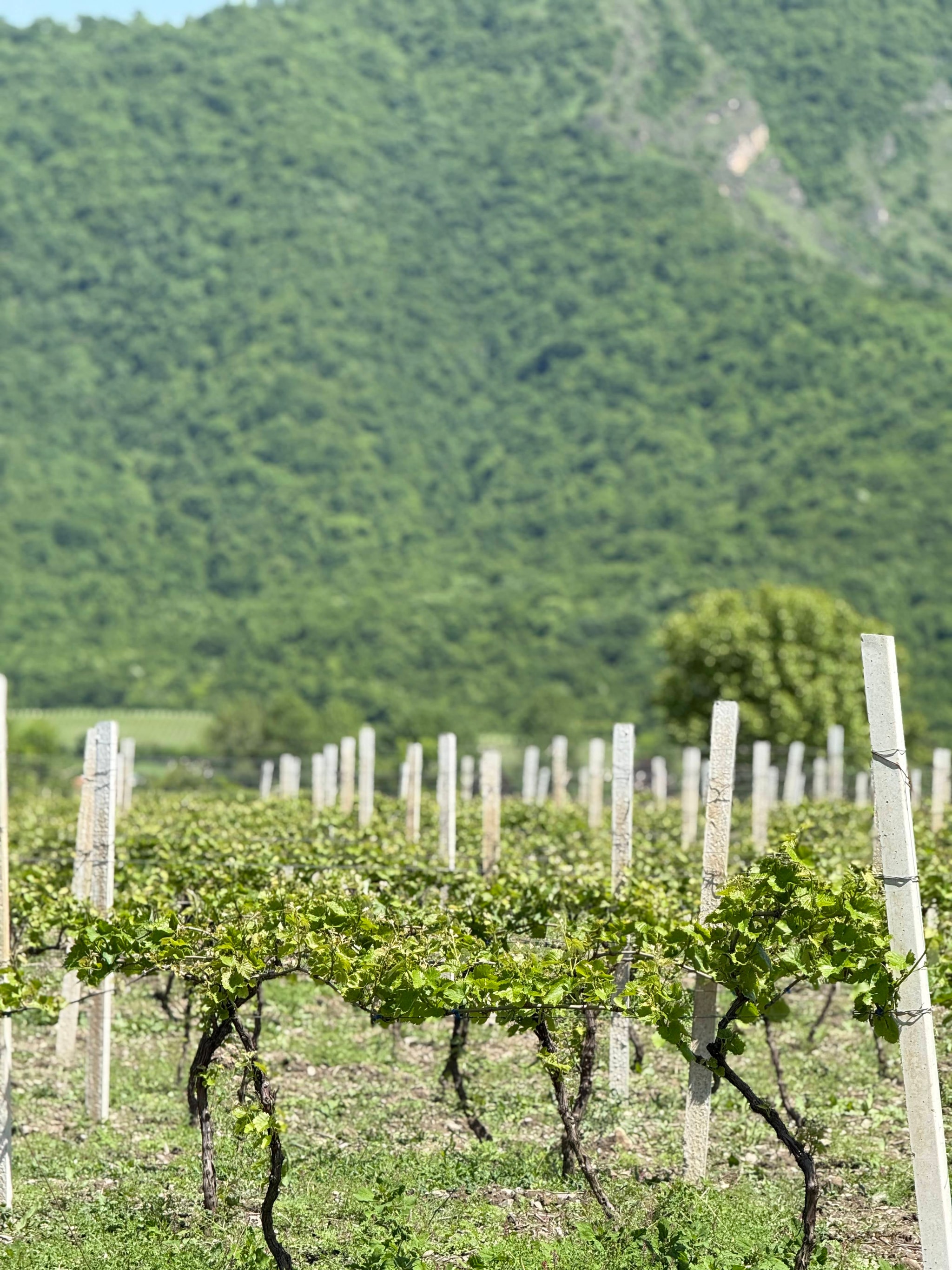 Atmospheric wine cellar